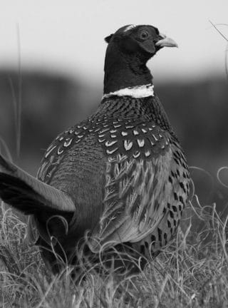 pheasant-765448_1920